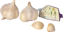 Vitlök Messidor