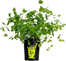 Oregano i kruka 1-p