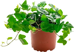 Hedera Helix 12cm 1st Spira blommor