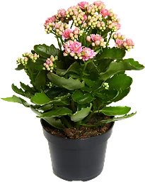 Kalanchoe