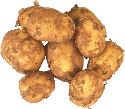 Färskpotatis otvättad OBS ca 1kg/st