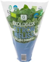 Citronmeliss i Kruka Ekologisk