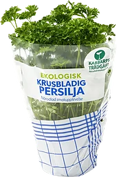 Kruspersilja Ekologisk 1-p Kabbarps Trädgård