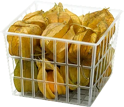 Physalis