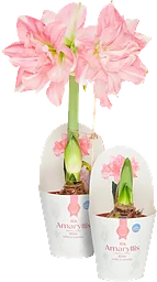 Amaryllis dubbel Rosa 13cm ICA