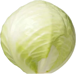 Vitkål