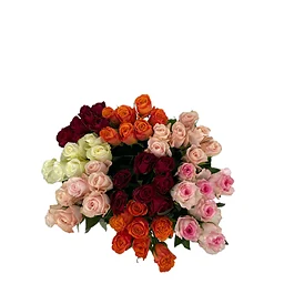 ICA Storblommiga Rosor 7 pack Fair Trade 50 cm mix