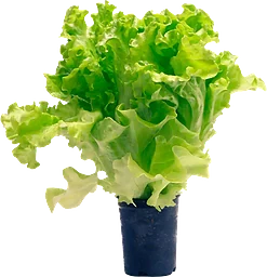 Kruksallat 250g Klass 1