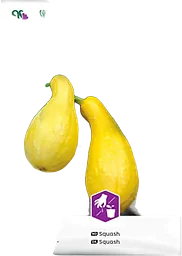 Squash Pic n pic 1-p Nelson Garden
