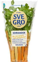 Koriander i kruka Ekologisk 1-p KRAV Svegro