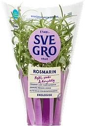 Rosmarin i kruka Ekologisk 1-p KRAV Svegro