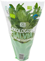 Salvia i Kruka Ekologisk