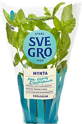 Mynta i kruka Ekologisk 1-p KRAV Svegro