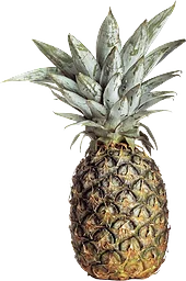 Ananas