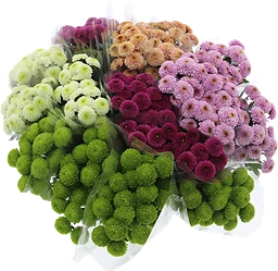 Krysantemum 3 pack pompom 50 cm