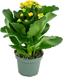 Kalanchoe 10,5cm Gul