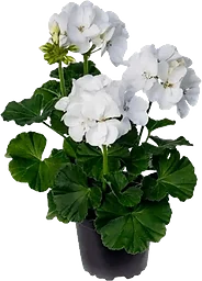 Pelargon zonale vit 12cm