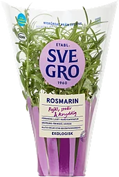 Rosmarin i kruka Ekologisk 1-p Svegro