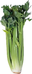 Stjälkselleri