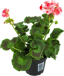 Pelargon Zonale 