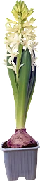 Vit hyacint 1-p