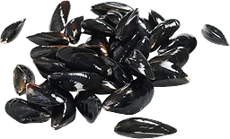 Blåmusslor