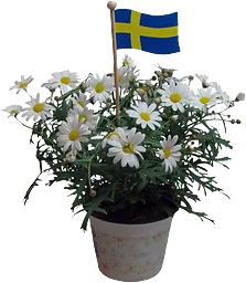 Margerit med stång
