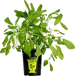 Salvia i kruka 1-p Orto Novo