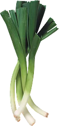 Purjolök