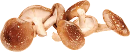 Svamp