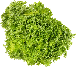 Crispsallat