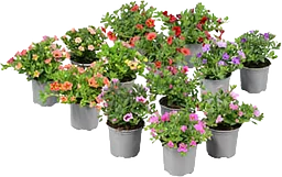 Hängpetunia småblommig 10,5cm kruka varierande färger