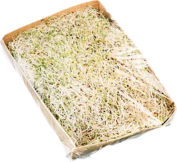 Alfalfagroddar Ekologiska 130g KRAV Klass 1