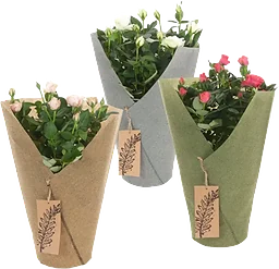 Arrangemang Ros i Sleeve 17cm