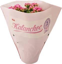 Kalanchoe Queen mix 1-p ICA