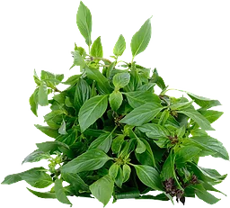 Thaibasilika 40g Butiksodlad