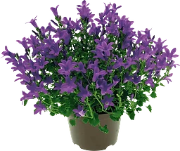 Campanula blå 10,5cm