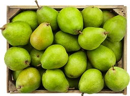 Päron