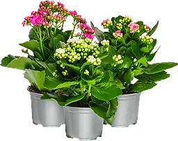 Kalanchoe 10,5cm mix ICA x12