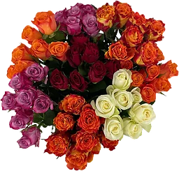 ICA Storblommiga Rosor 7 pack Fair Trade 50 cm mix