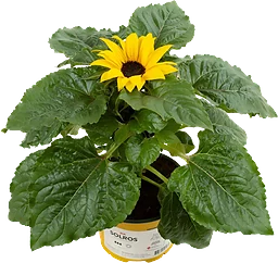 Solros ICA 13 cm
