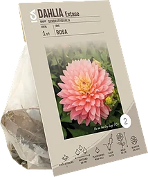 Dahlia decorative Extase ICA Garden