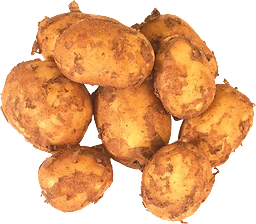 Färskpotatis ca