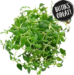 Timjan 40g Butiksodlad