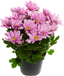 Chrysanthemum