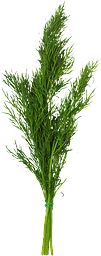 Dill