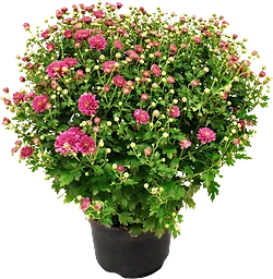 Chrysanthemum Boll