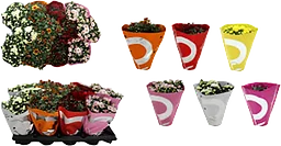 Krysantemum 10,5 Mix