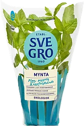 Mynta i kruka Ekologisk 1-p Svegro