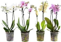 Phalaenopsis orkidé 2-stänglar 12cm kruka varierande färger